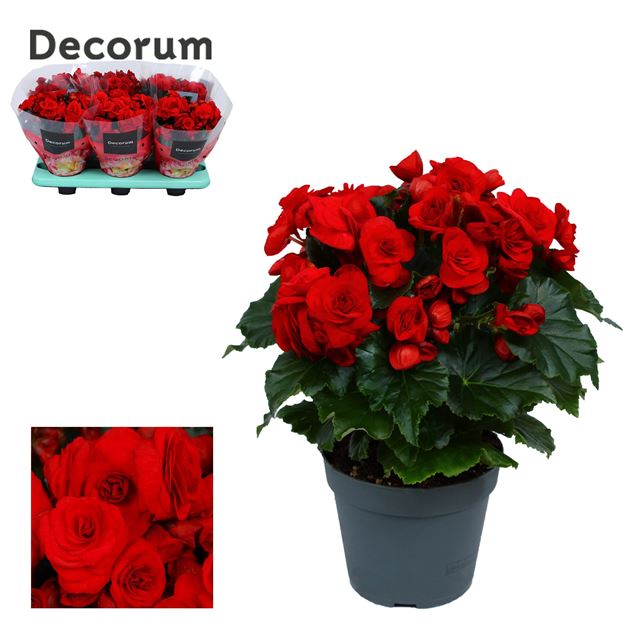 Picture of BEGONIA BALADIN RED