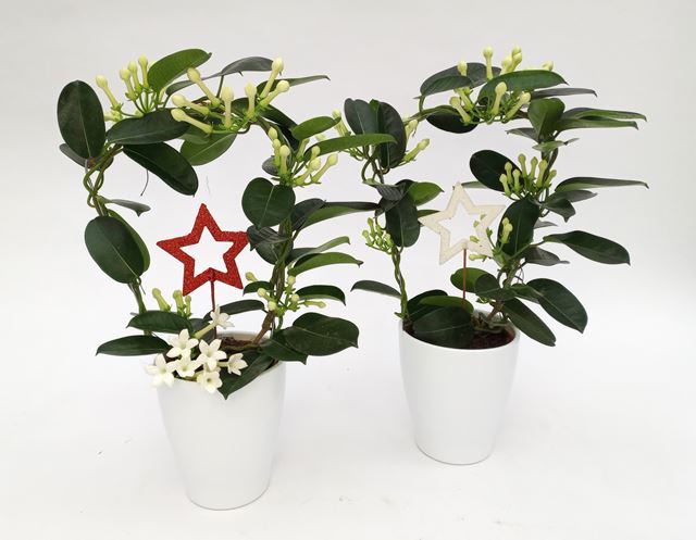 Picture of STEPHANOTIS HOOP+STAR IN CERAMIC