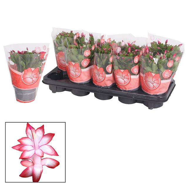 Picture of Schlumbergera red