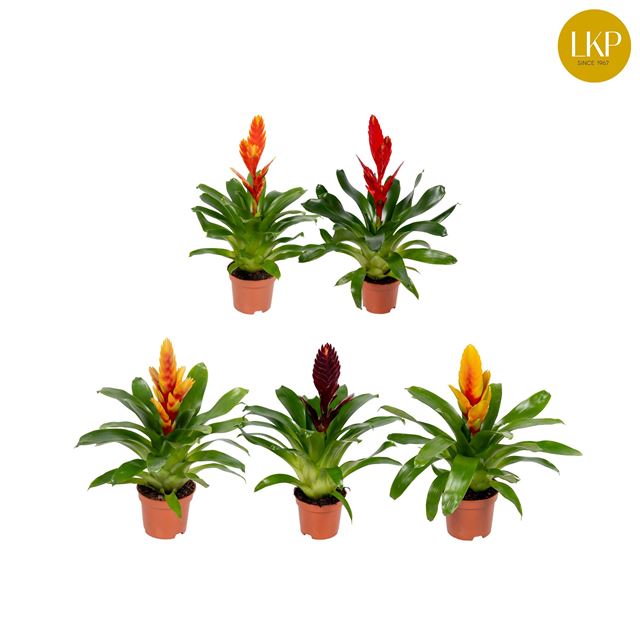 Picture of VRIESEA SENSATION 
