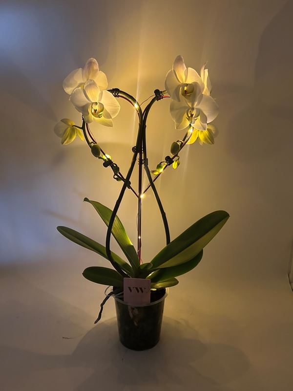 Picture of PHALAENOPSIS 02-T HEART WHITE WITH LED LIGHTS