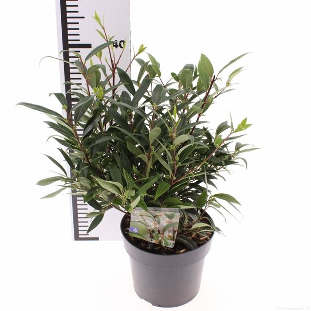 Picture of Sarcococca purple gem