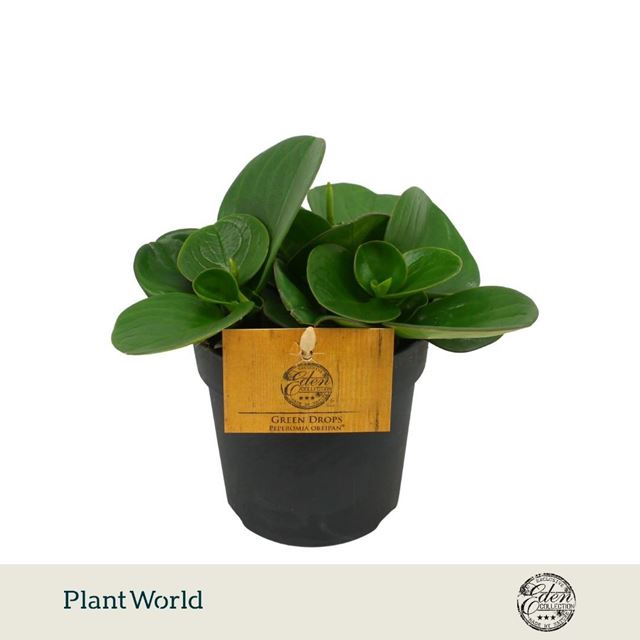 Picture of Peperomia obtusifolia obtipan