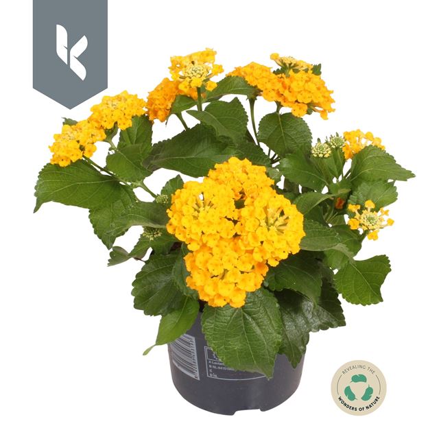 Picture of Lantana camara havana gold
