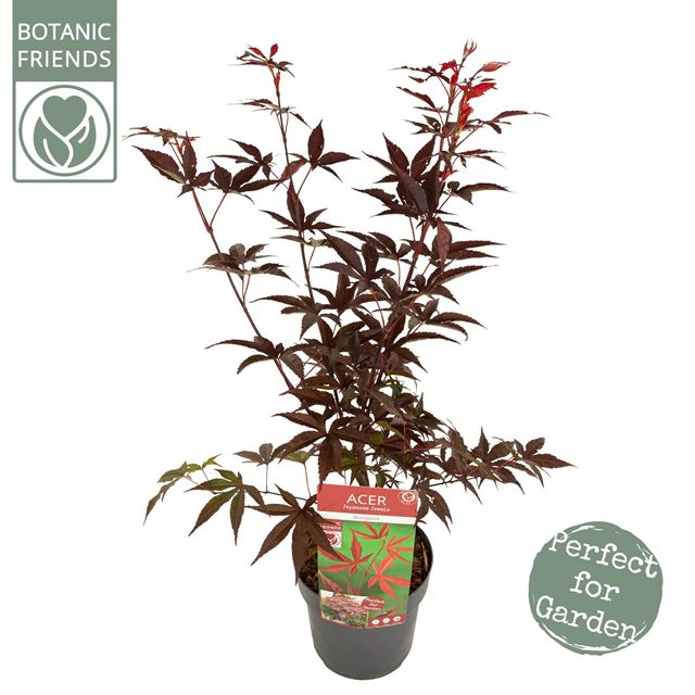 Picture of ACER PALMATUM BLOODGOOD
