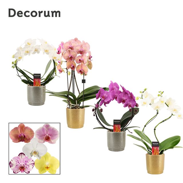 Picture of PHALAENOPSIS 02-STEM SHAPES MIX IN XMAS CERAMIC
