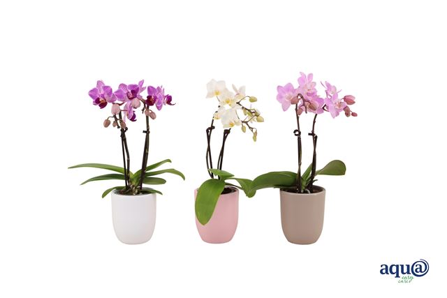Picture of Phalaenopsis 02-stem mini mix in pastel ceramic