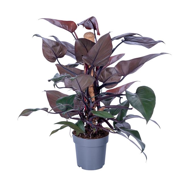 Picture of Philodendron new red mosspole 060cm