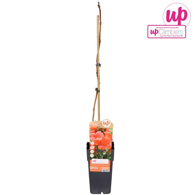 Picture of Campsis radicans flamenco