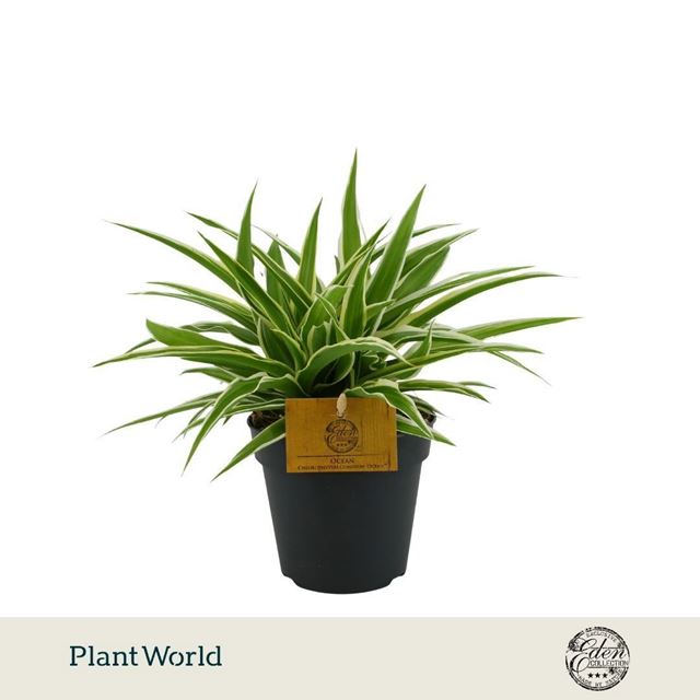 Picture of Chlorophytum comosum ocean