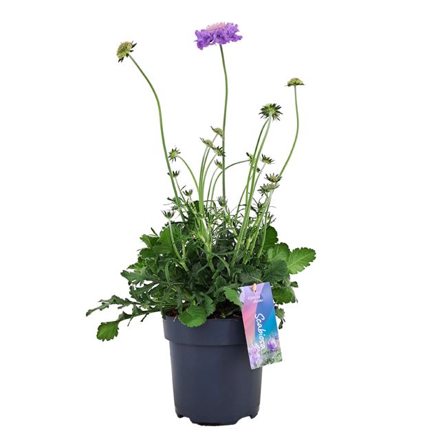 Picture of Scabiosa columbaria mariposa blue