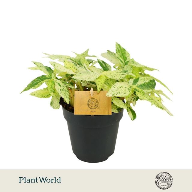 Picture of Pellionia repens variegata