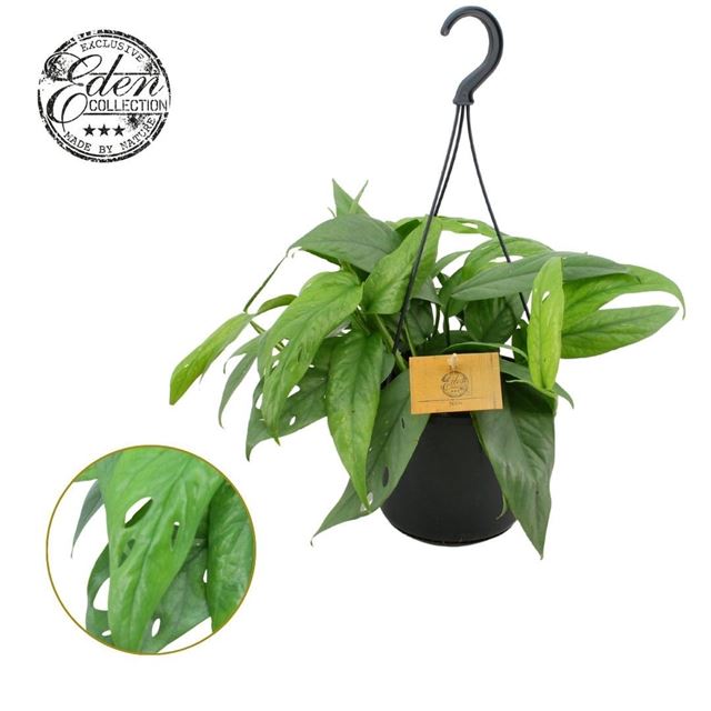 Picture of Epipremnum pinnatum cebu blue in hanging basket