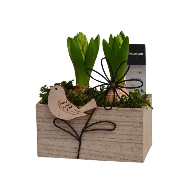 Picture of Hyacinthus 02bulbs wood aviflora