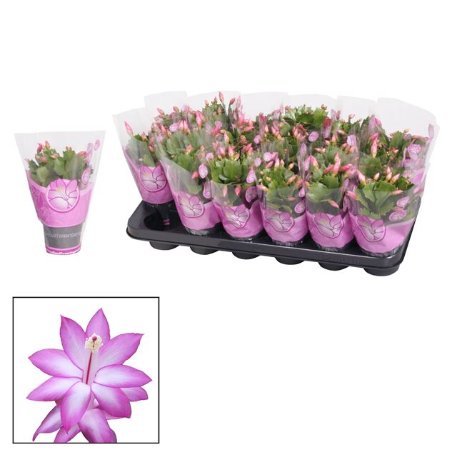 Picture of Schlumbergera purple