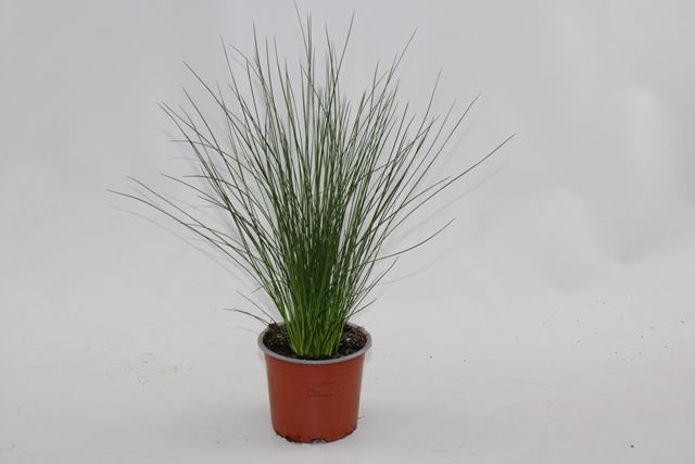 Picture of JUNCUS EFFUSUS PENSIL GRASS