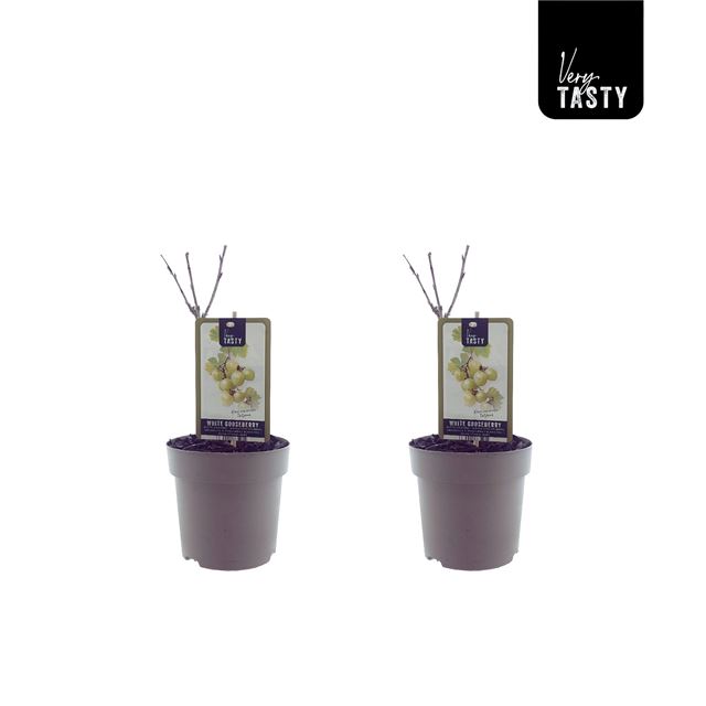 Picture of Ribes tatjana