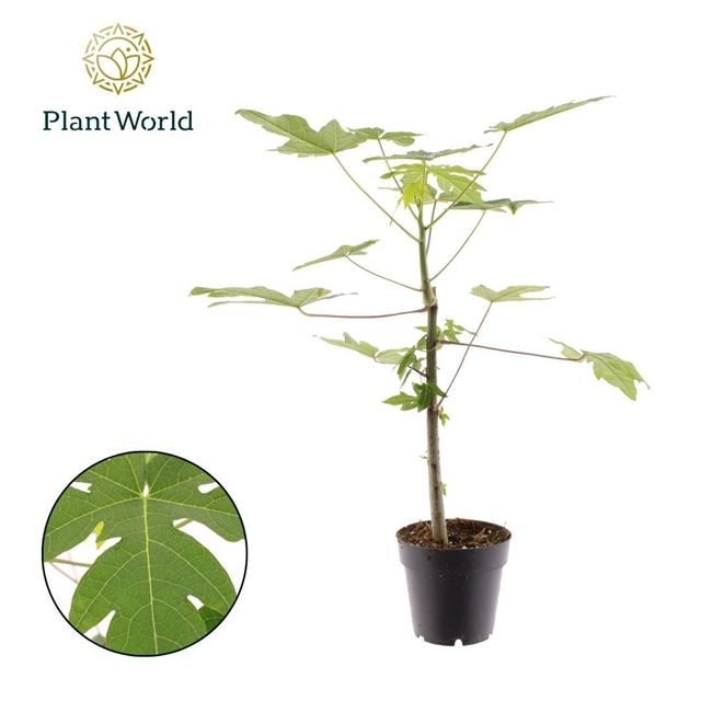 Picture of CARICA PAPAYA