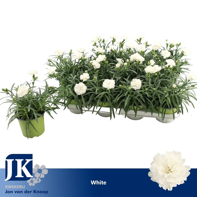 Picture of Dianthus caryophyllus white