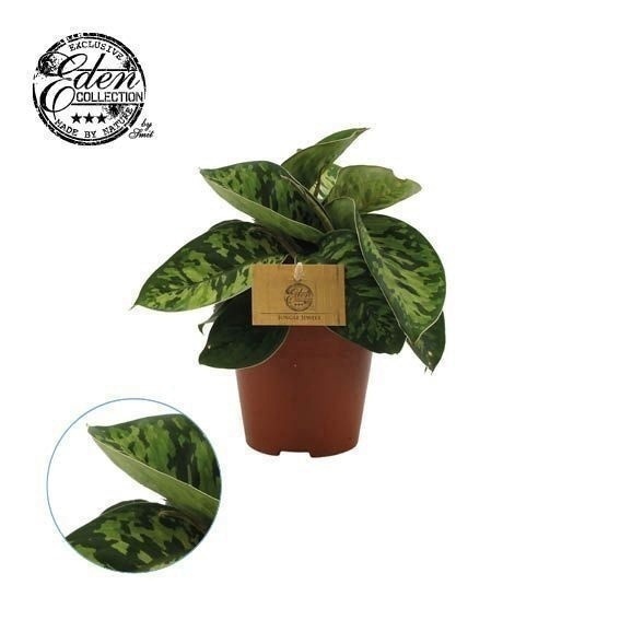 Picture of Episcia mix