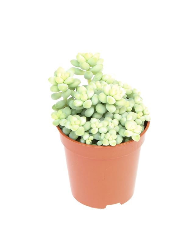 Picture of Sedum burrito