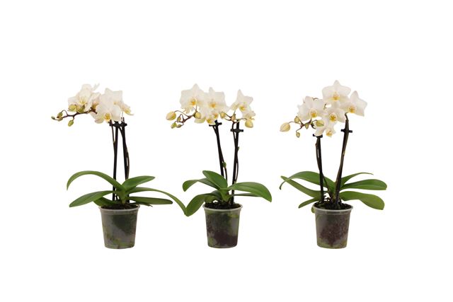 Picture of Phalaenopsis 02-stem mini white