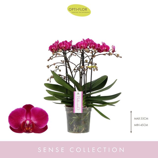 Picture of Phalaenopsis bellissimo amore