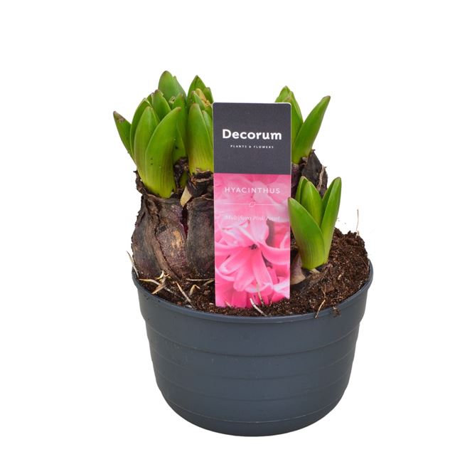 Picture of HYACINTHUS MULTIFLORA PINK