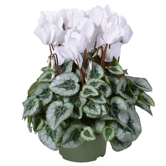 Picture of CYCLAMEN METALIS DECORA WHITE
