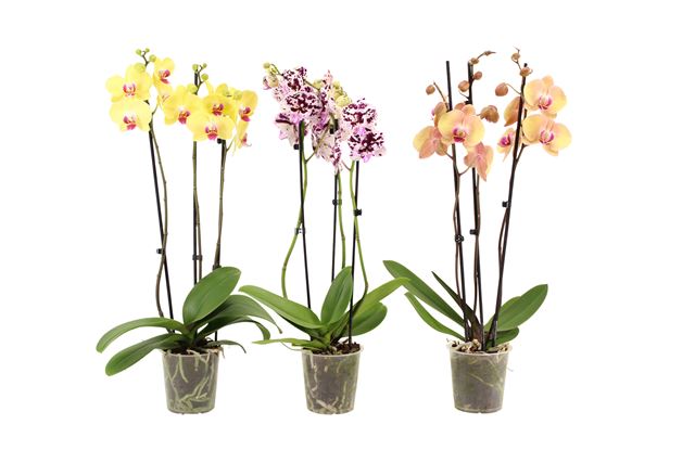 Picture of PHALAENOPSIS 03-STEM MIX