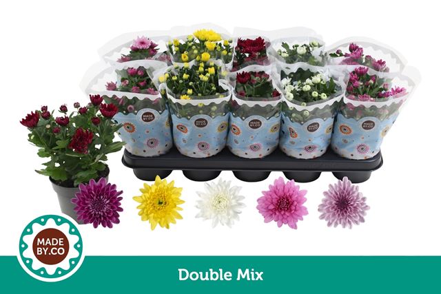 Picture of Chrysanthemum indicum 03pp mix