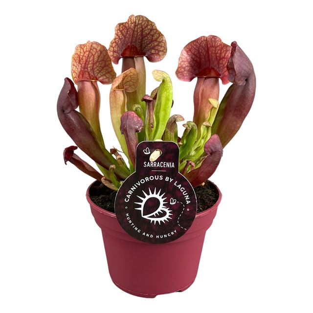 Picture of SARRACENIA CATESBAEI 