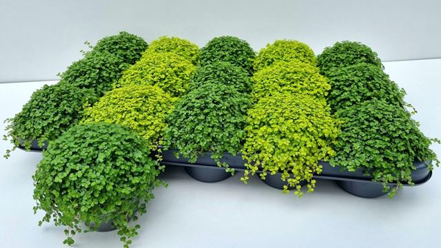 Picture of Soleirolia soleirolii / helexine mix