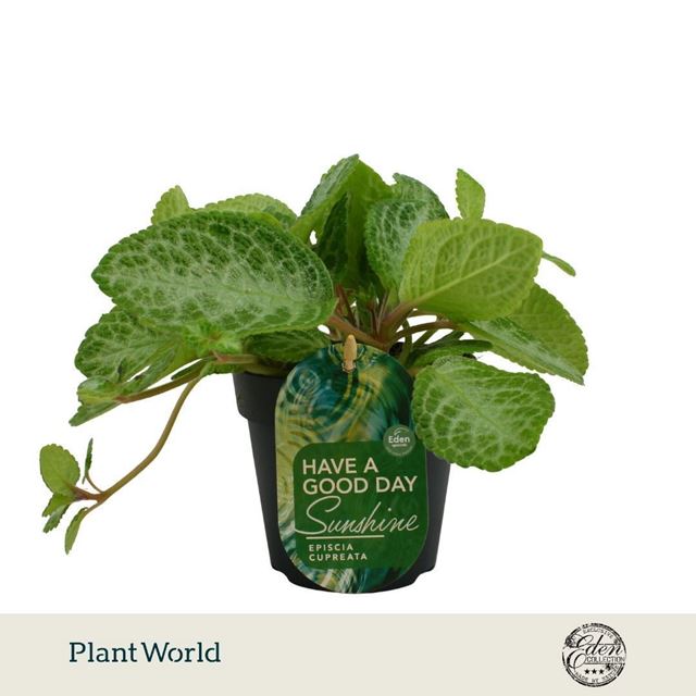 Picture of Episcia cupreata minty improved