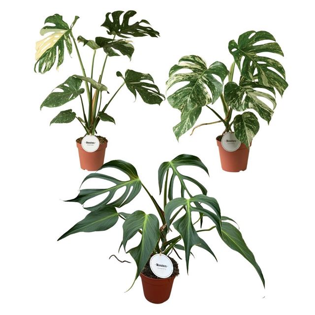 Picture of Monstera varie