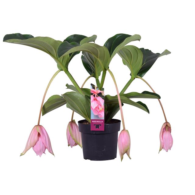 Picture of Medinilla magnifica 4b