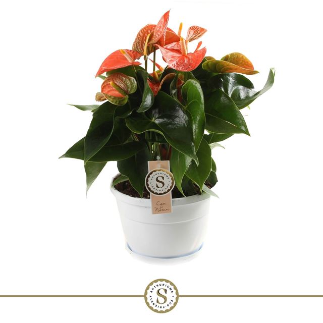 Picture of ANTHURIUM ANDRAEANUM CHAMPION ORANGE