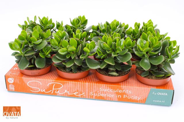 Picture of Crassula ovata hulk