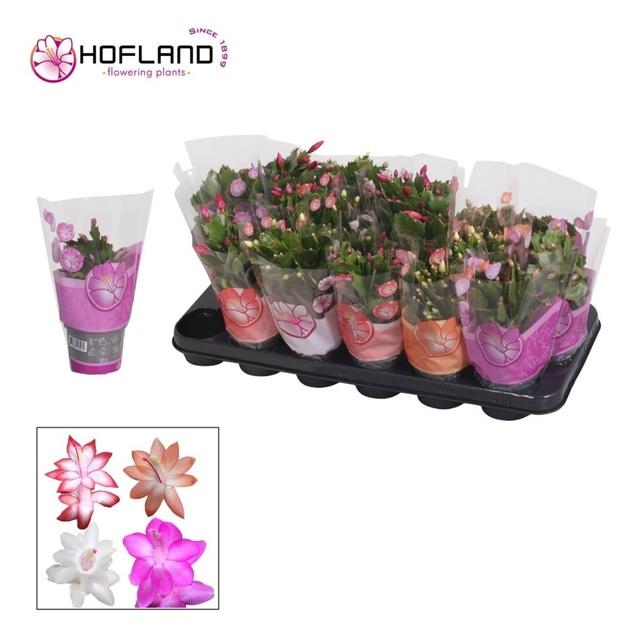 Picture of Schlumbergera mix