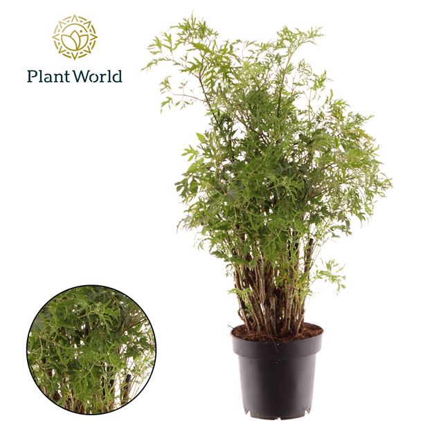 Picture of POLYSCIAS HAWAIIANA MING