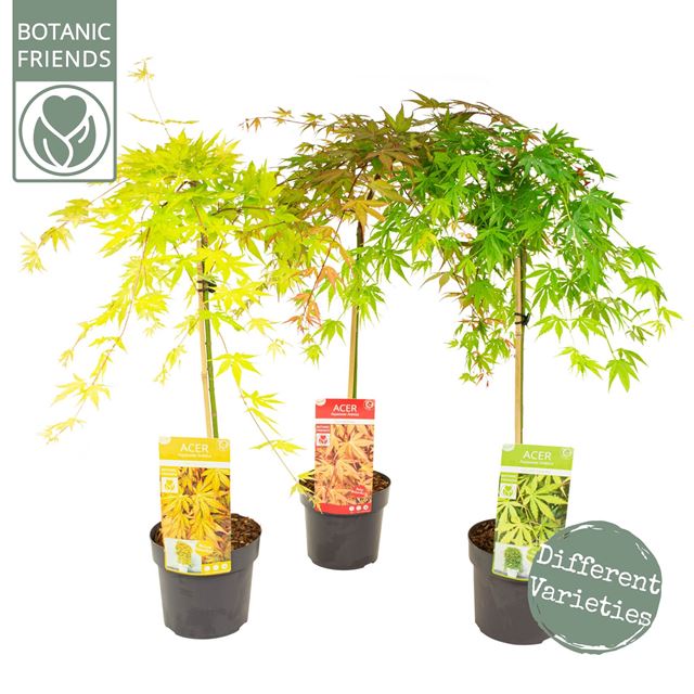 Picture of ACER PALMATUM CASCADE MIX