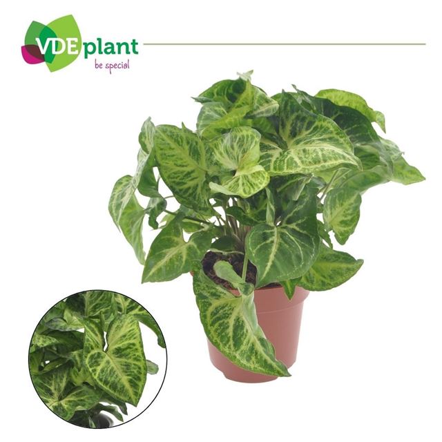 Picture of Syngonium arrow