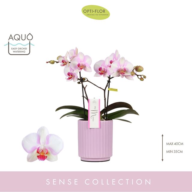 Picture of PHALAENOPSIS 02-STEM MYMONRO MAKE-UP IN CERAMIC