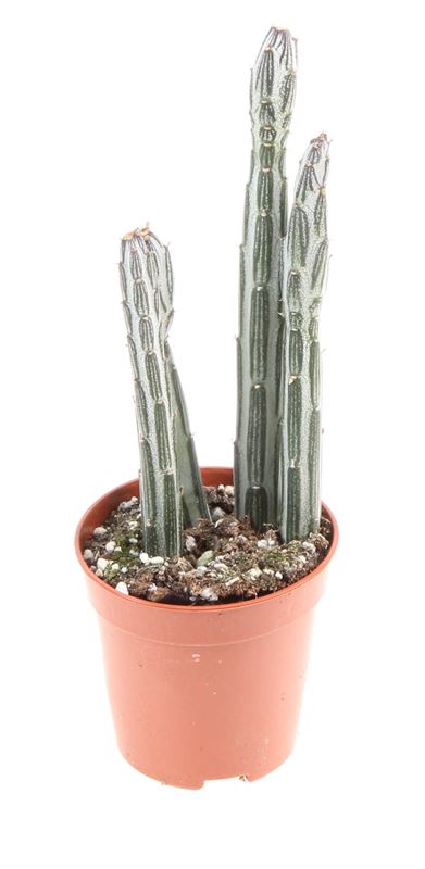 Picture of Senecio stapeliiformis