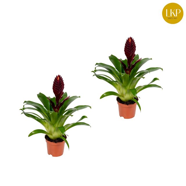 Picture of VRIESEA CATHY PURPLE