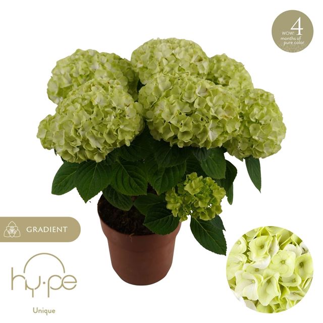Picture of Hydrangea hi hailstone 5+fl