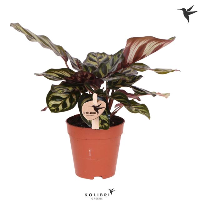 Picture of CALATHEA MAKOYANA