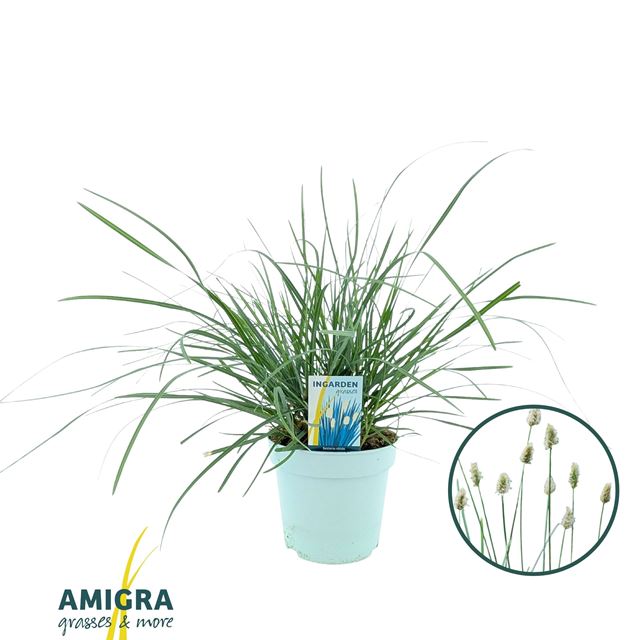 Picture of Sesleria nitida