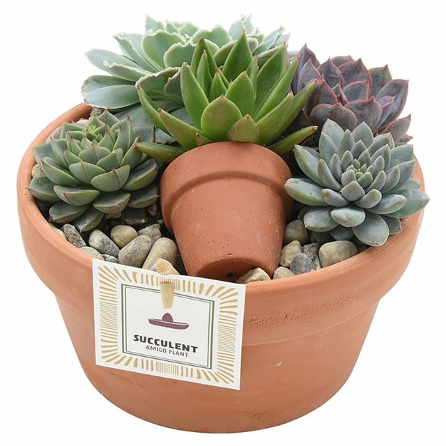 Picture of ECHEVERIA ARRANGEMENT IN TERRACOTTA POT