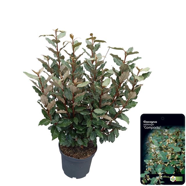 Picture of Elaeagnus ebb  compacta